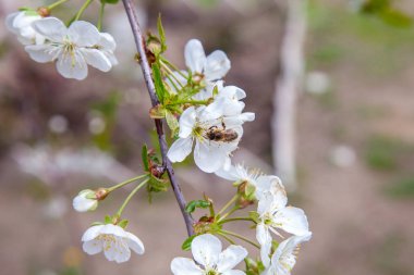 Kiraz ağacının beyaz çiçek üzerinde Ballı arı polen toplama ve ne