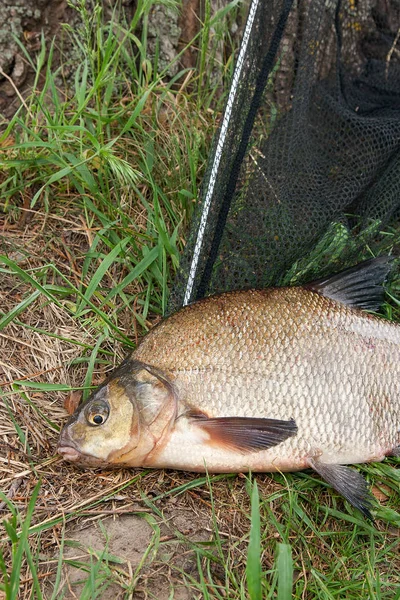 Einzelne Süßwasserfische Brassen auf schwarzem Fischernetz — Stockfoto