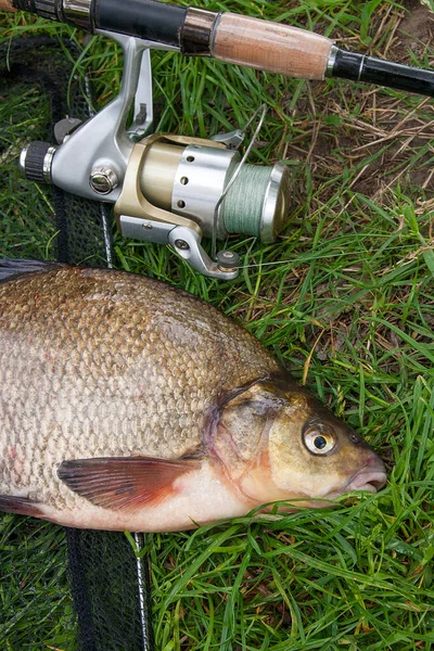 Poisson d'eau douce simple brème commune et canne à pêche avec bobine sur — Photo