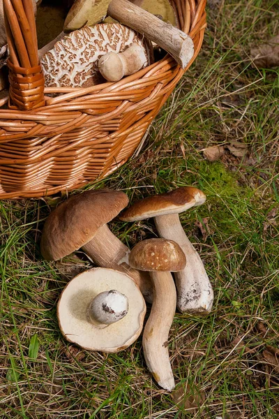 Kilka borowików (borowik szlachetny, cep, penny bun, porci — Zdjęcie stockowe