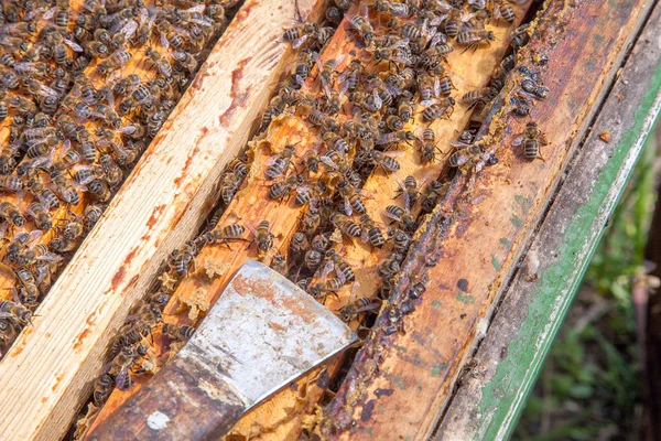 Colmeia aberta mostrando as abelhas enxameando em um favo de mel — Fotografia de Stock