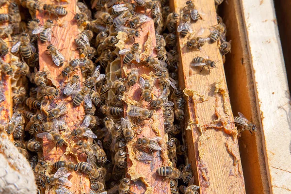 Offener Bienenstock, der zeigt, wie die Bienen auf einer Wabe schwärmen — Stockfoto