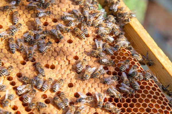 Working bees in a hive on honeycomb. Bees inside hive with seale — Stock Photo, Image