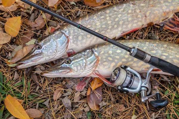 Freshwater pike fish. Two freshwater pikes fish and fishing rod