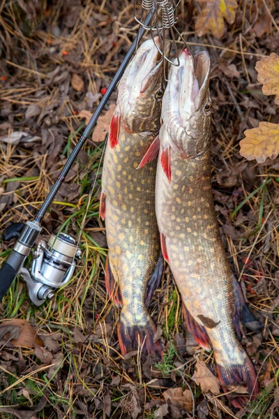 Freshwater pike fish. Two freshwater pike fish on fish stringer