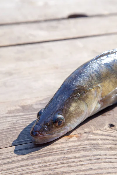 Zander de água doce no fundo de madeira — Fotografia de Stock