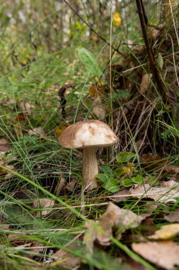 Ormanda büyüyen kahverengi kap çörek görünümünü kapat.