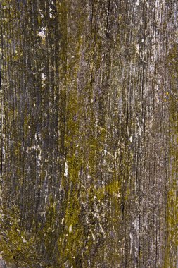 Yosun ve kalıp ahşap plakalar etkiler.