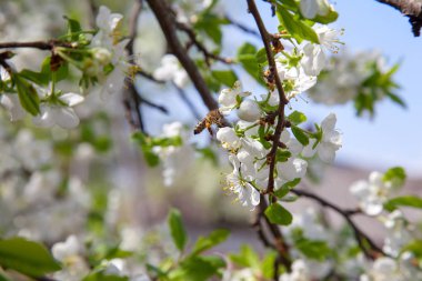 Elma ağacının beyaz çiçeği üzerinde ballı arı polen ve nec toplama
