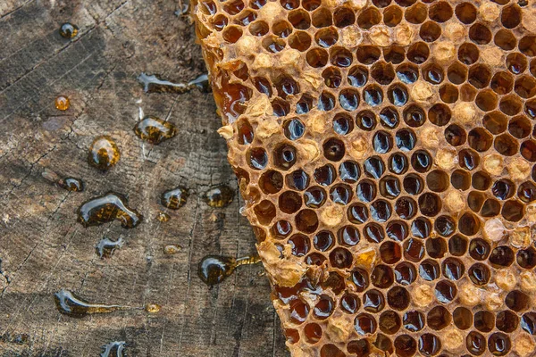 Närbild bild av honeycomb med honung på vintage bakgrund — Stockfoto