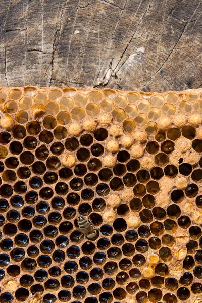 Vista da vicino dell'ape da lavoro sul favo con dolce tesoro — Foto Stock