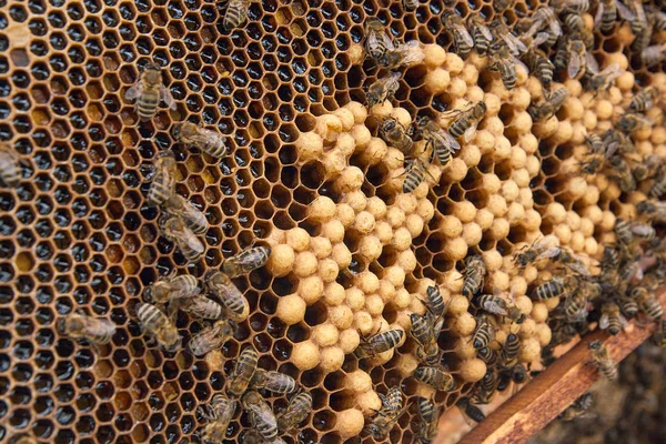 ビジービーズ、ハニカム、働き蜂のビューをクローズ アップ. — ストック写真