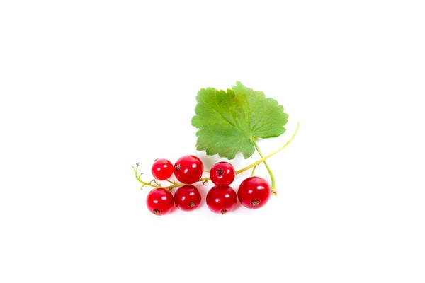 Red currant berry isolated on white. A bunch of red currant — Stock Photo, Image