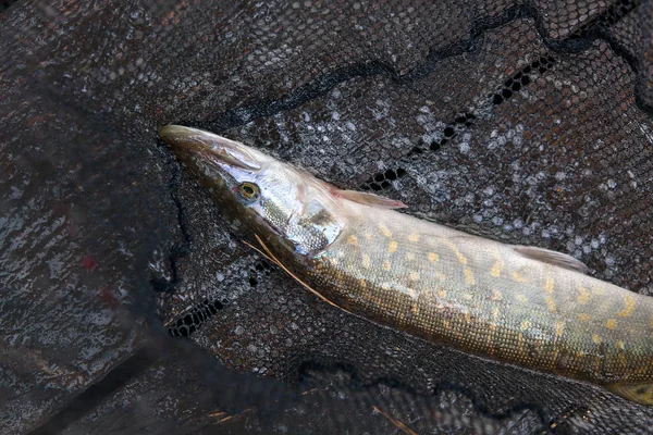 Närbild bild av stora sötvatten gädda lögner på svart fiske netto — Stockfoto