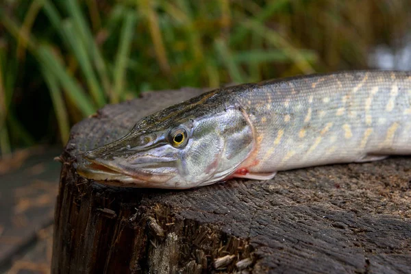 Sötvatten gädda fiskar ligger på en trä hampa — Stockfoto