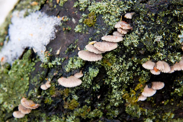 Pequeno cogumelo que cresce na velha árvore. Neve na primavera na velha t — Fotografia de Stock