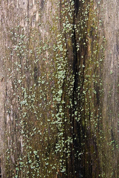 Corteza con musgo y hongo como textura de fondo — Foto de Stock