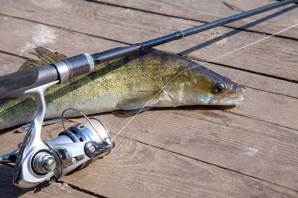 Freshwater zander and fishing equipment lies on wooden backgroun