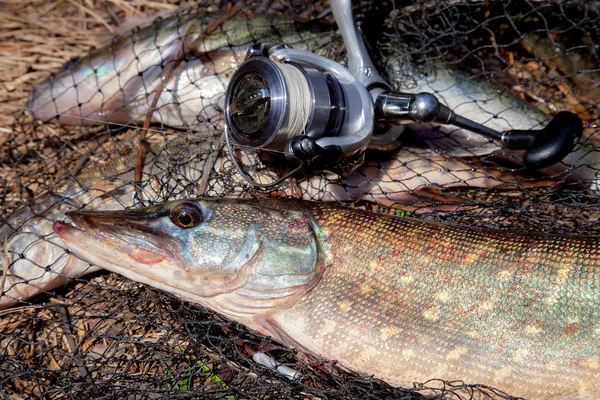 Freshwater pike fish. Freshwater pike fish lies on round keepnet