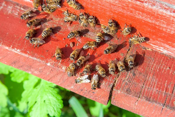 Api impetuose all'ingresso del vecchio alveare in apiario — Foto Stock