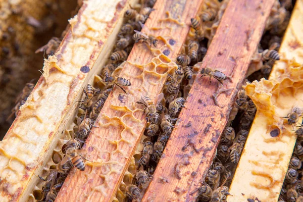 Alveare aperto che mostra le api brulicare su un favo — Foto Stock