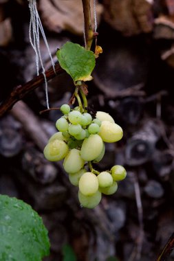 Rai sonra bahçede yeşil üzüm demet