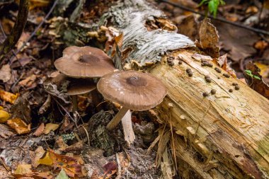 Ormanda birkaç kahverengi mantar. Bir aile foli mantar