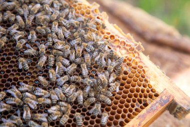 Bal peteği üzerinde çalışan arılar.