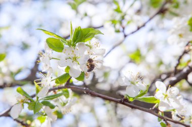 Elma ağacının beyaz çiçeği üzerinde ballı arı polen ve nec toplama