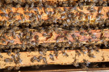 Petek üzerinde arıların sısıntisini gösteren açık kovan