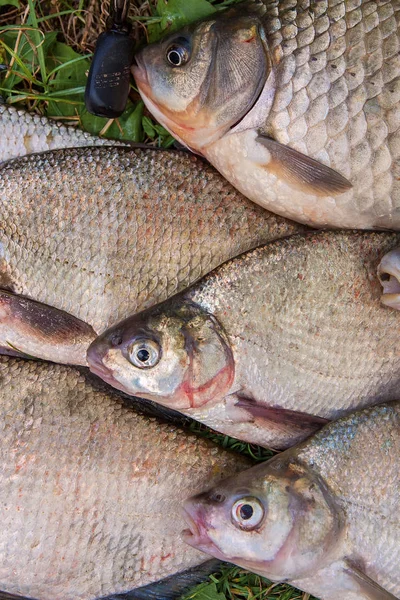 Mucchio del pesce abramide comune, pesce crociato, pesce scarafaggio, f tetro — Foto Stock