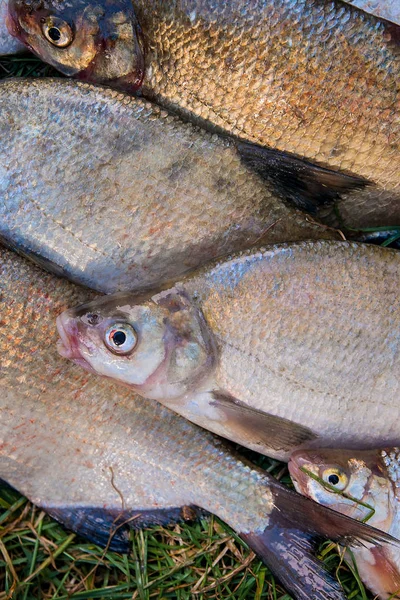Куча обыкновенной леща, рыба-распятие, рыба-таракан, унылая рыба — стоковое фото