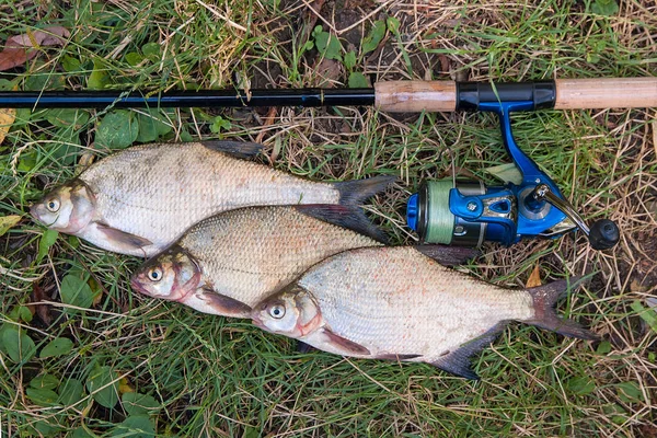 Several common bream fish on the natural background. Catching fr — Stock Photo, Image