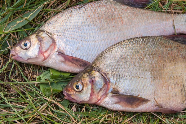 Several common bream fish on green grass. Catching freshwater fi — Stock Photo, Image