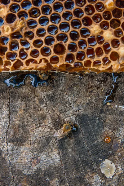 Seção de favo de mel de cera de colmeia na parte de trás de madeira vintage — Fotografia de Stock