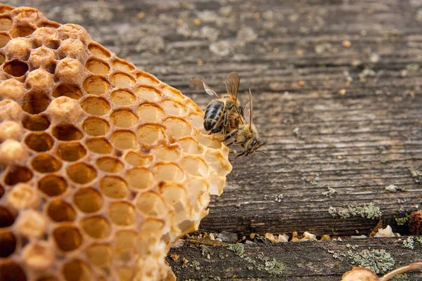 Zblízka pohled pracovní Bee na honeycomb s sladké zlato — Stock fotografie