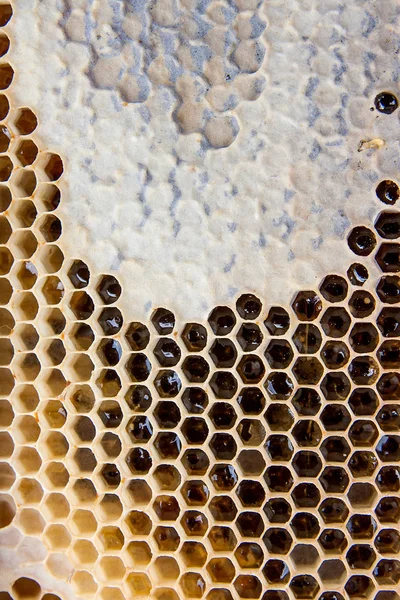 Vista da vicino del nido d'ape con miele come sfondo — Foto Stock