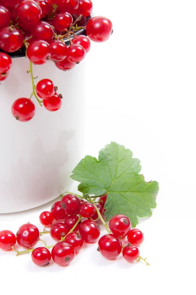 Біла чашка з ягодою червоної смородини в ній і невеликою купою червоного кольору — стокове фото