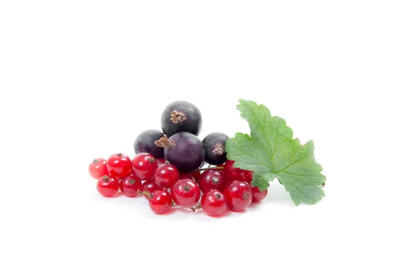 Black and red currant berry isolated on white. A bunch of black — Stock Photo, Image