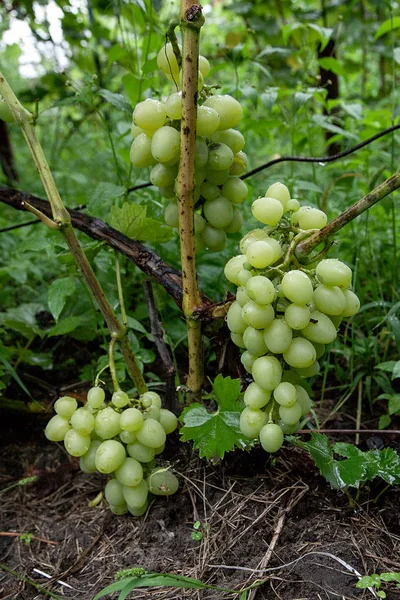 Racimos de uvas en un viñedo después de la lluvia en una finca vinícola o f —  Fotos de Stock