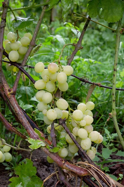 Des grappes de raisins dans un vignoble après la pluie sur un domaine viticole ou f — Photo