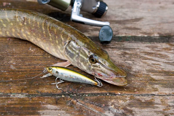 Close up view of big freshwater pike with fishing lure in mouth — Stock  Photo © kostik2photo #169978798