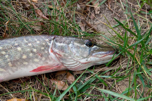 Close up view of freshwater pike fish lies on green grass — Stock Photo, Image