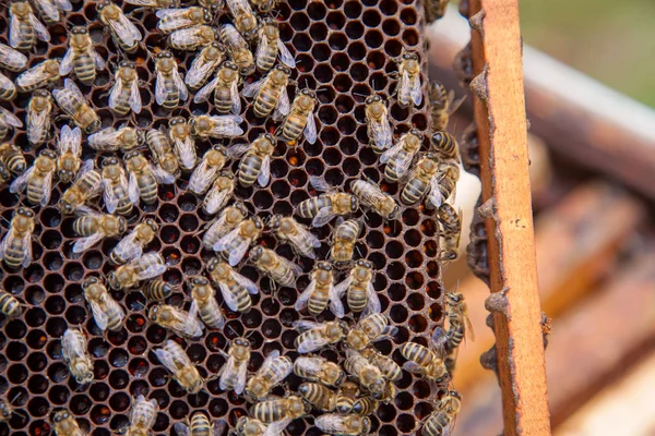 Abelhas de trabalho em favo de mel. — Fotografia de Stock