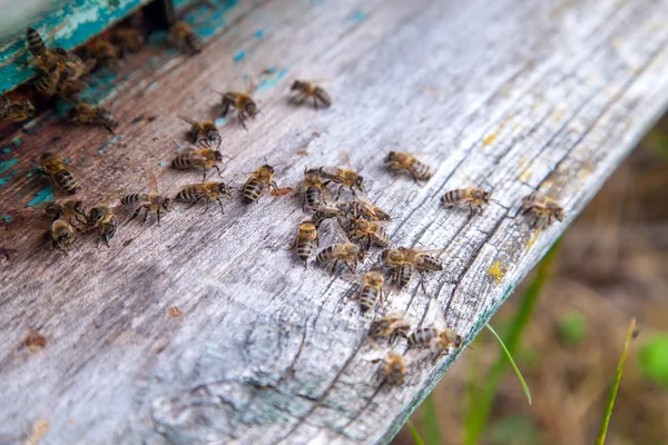 Різкі бджоли біля входу старого вулика в пасіку — стокове фото