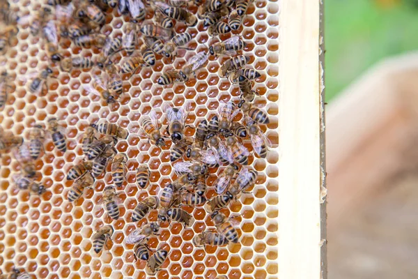 Vista da vicino delle api che lavorano a nido d'ape con miele dolce . — Foto Stock