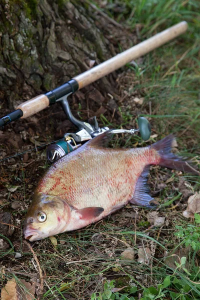 Big freshwater common bream and fishing rod with reel on natural