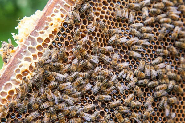 Close-up van het werken van bijen op de honingraat met zoete honing. Stockafbeelding