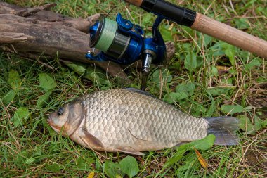 Yeşil çimenlerin üzerinde bir havuz balık. Tatlı su balığı ve fi alıcı