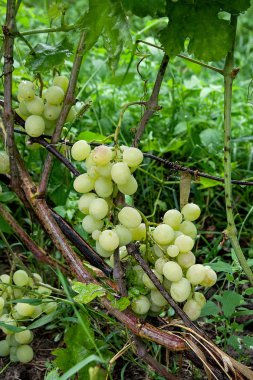 Demet üzüm şarap Emlak veya f yağmur sonra bir bağ içinde